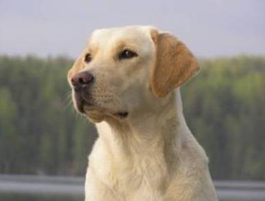 Picture Credits: Petbreeds.com Picture Credits: Petbreeds.com
